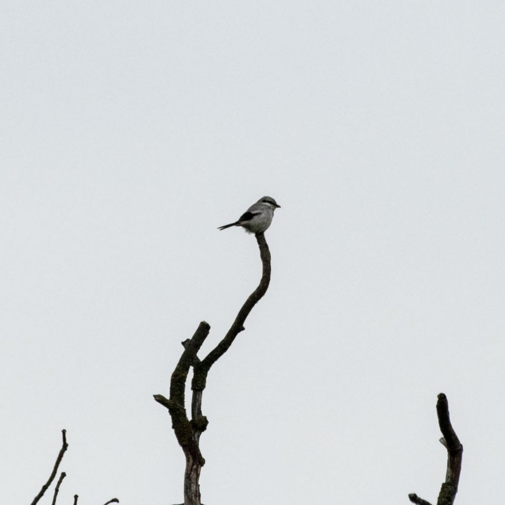 Averla maggiore (Lanius excubitor)